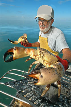 Fresh Florida Stone Crab - a real taste treat!